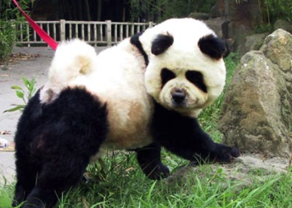 给“假行家”们上一堂在线旅游专业课