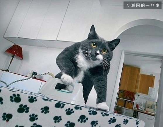 中国移动网站趋势：生活服务成“新风口”,互联网的一些事