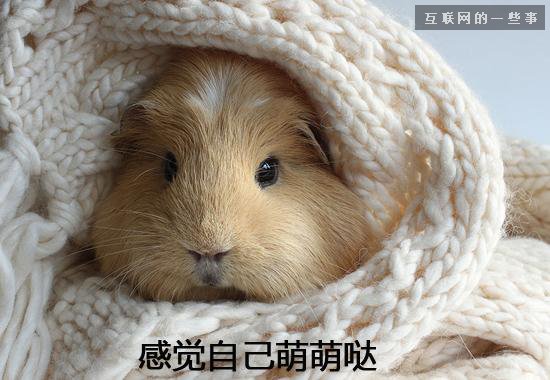 2014年度十大网络流行语是这些？,互联网的一些事