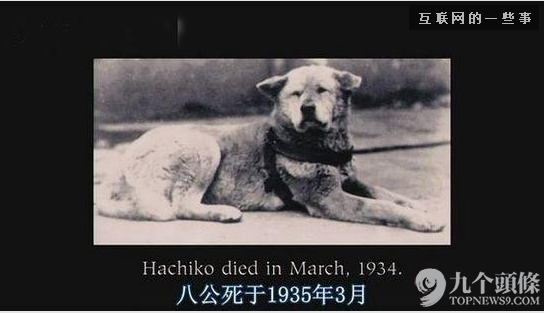 字幕组走了 留下一池奇葩翻译：“日子过得跟新闻联播一样”?,互联网的一些事