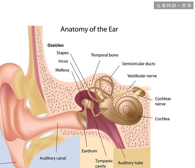 解读：为啥微信里的声音听起来不像你,互联网的一些事