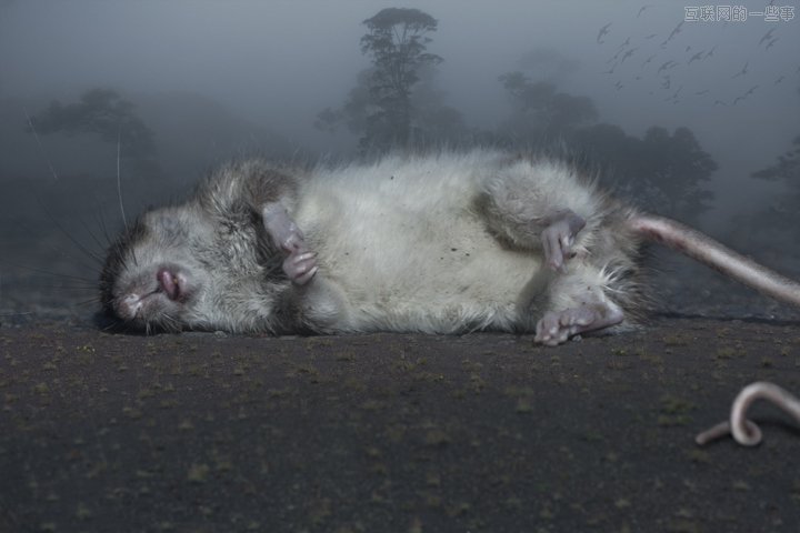 如果再有SARS，大数据可以做什么？,互联网的一些事