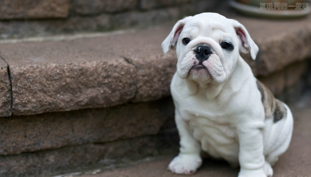 一套表情是一个对话系统：关于原创表情设计的思考,互联网的一些事