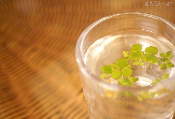 摄影技巧：如何给美食拍照？,互联网的一些事