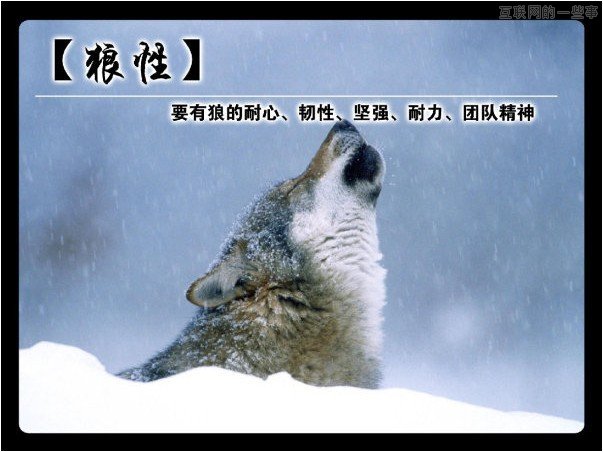 中国企业界的狼性文化,互联网的一些事