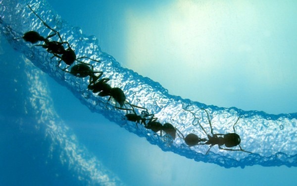 蚂蚁觅食和互联网算法,互联网的一些事