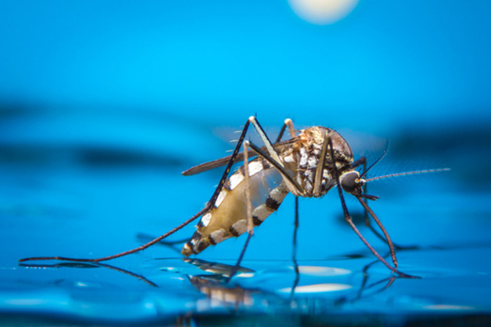 谷歌子公司欲用人工智能技术消灭蚊子